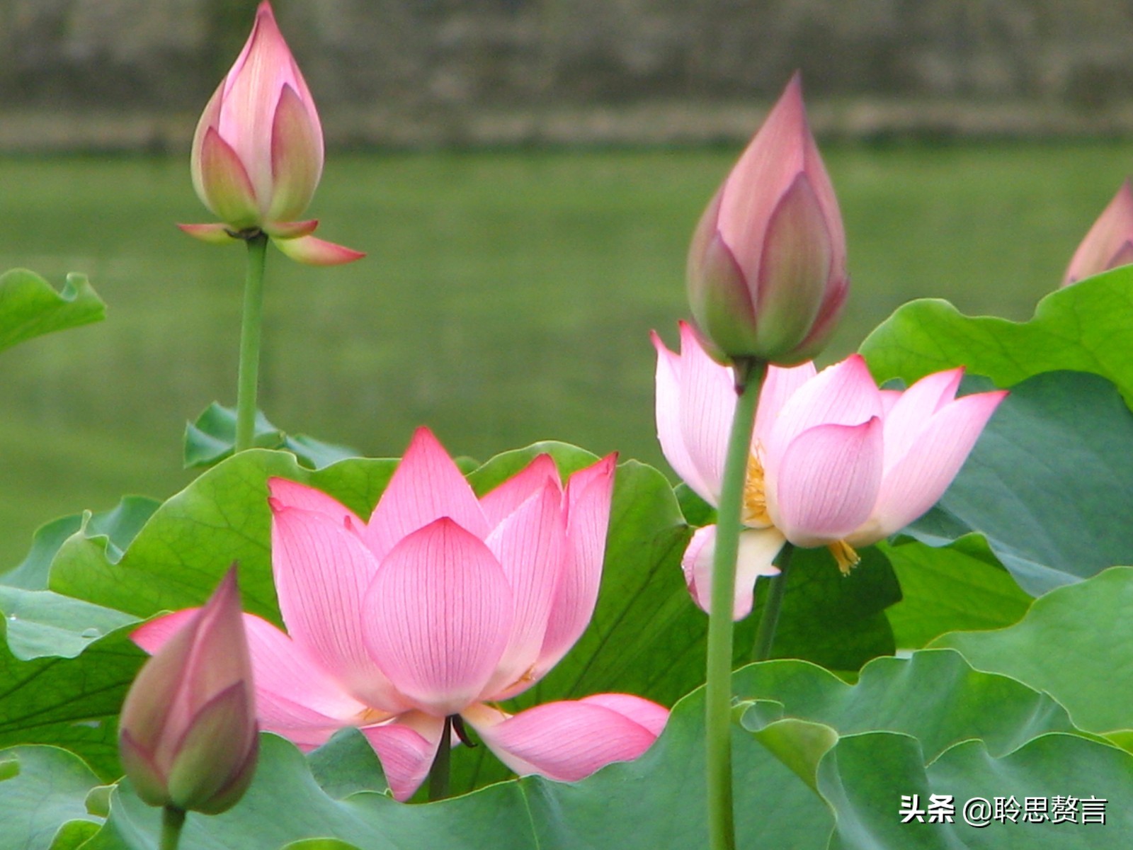 夏日诗词精选三十七首 人皆苦炎热，我爱夏日长