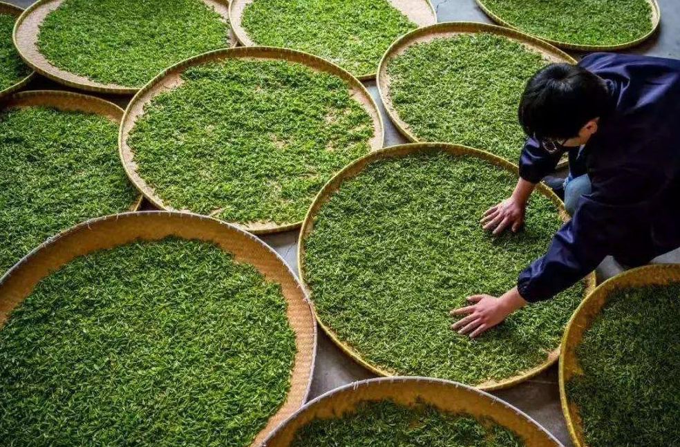 南京雨花茶的前生今世：为何创制不足一年，就能成为十大名茶？