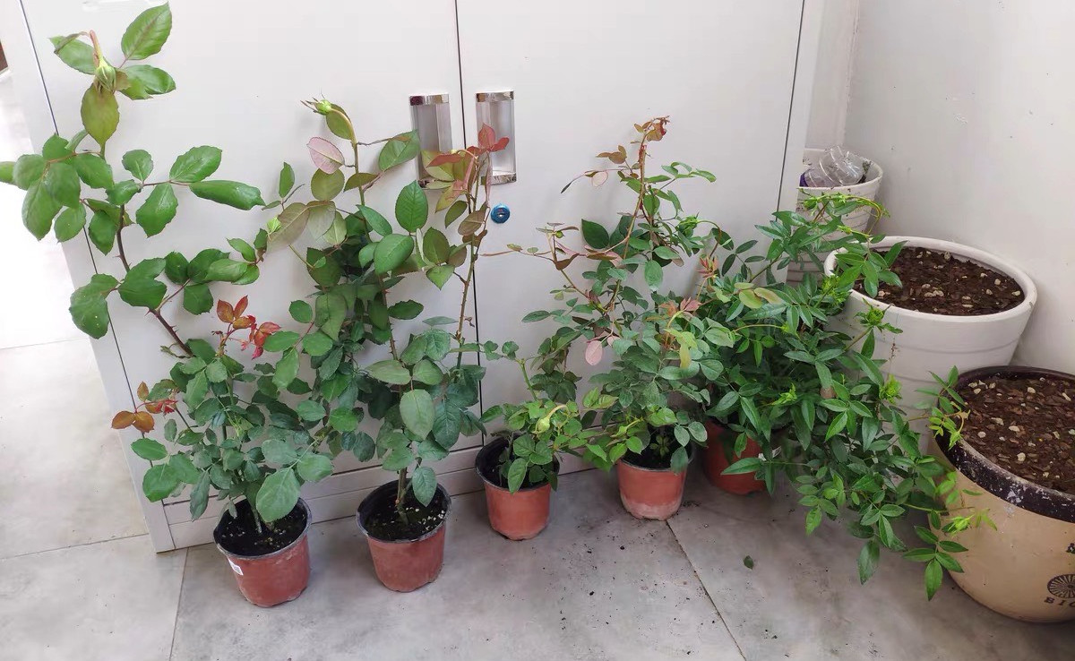 花土里的小飞虫怎么彻底清除（1个不用喷药的简单方法）
