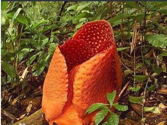 世界上有没有食人花 女娲真身图片吓死人-丹霞百科