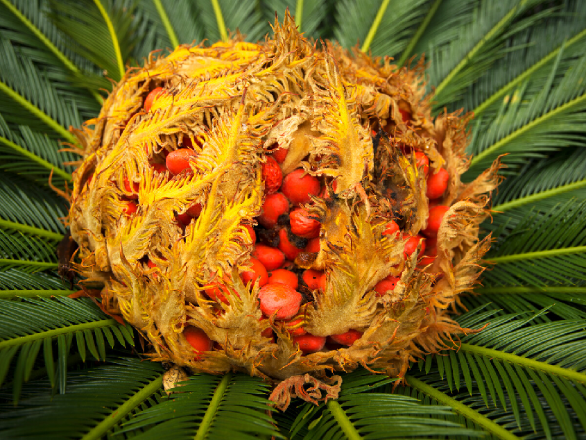 裸子植物有哪些(知识科普常见的裸子植物大全)