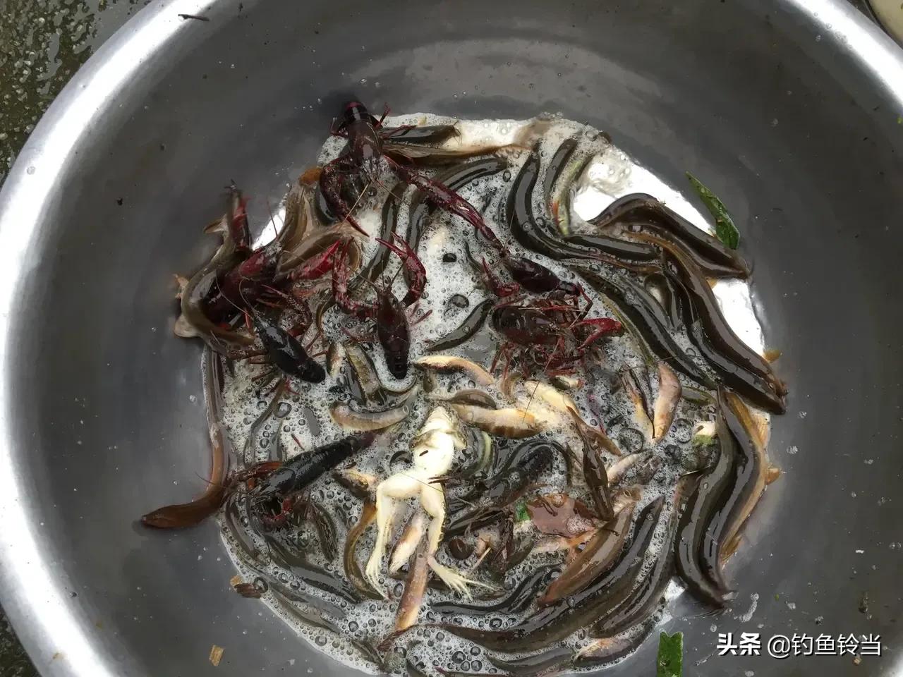 七星鱼的功效与作用及食用方法(七星鱼吃什么食物)