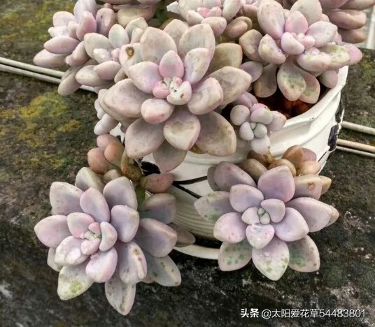 多肉黄叶了怎么办?解决办法来了