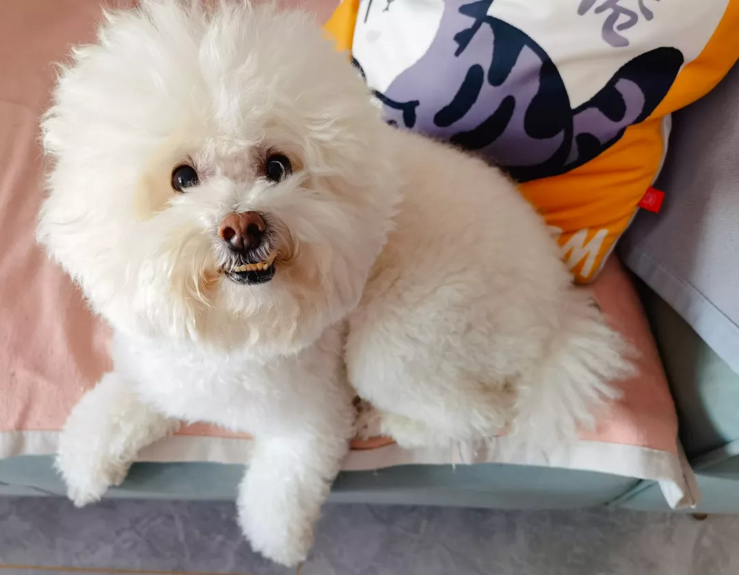 在学校调教母狗老师（蛋卷儿都离婚了）