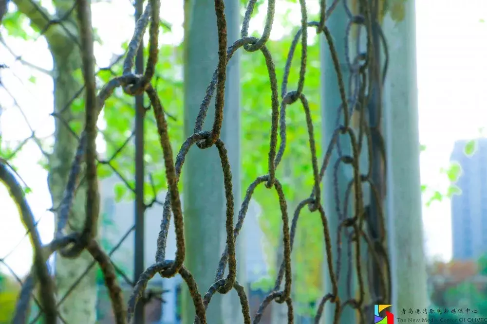 街访 | 别人眼中的青岛港湾职院和你眼中的有哪些不一样呢？