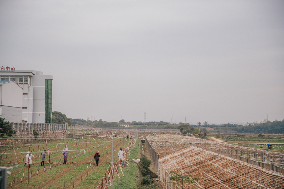 又是全国第一！华中农业大学，全体武汉人的骄傲
