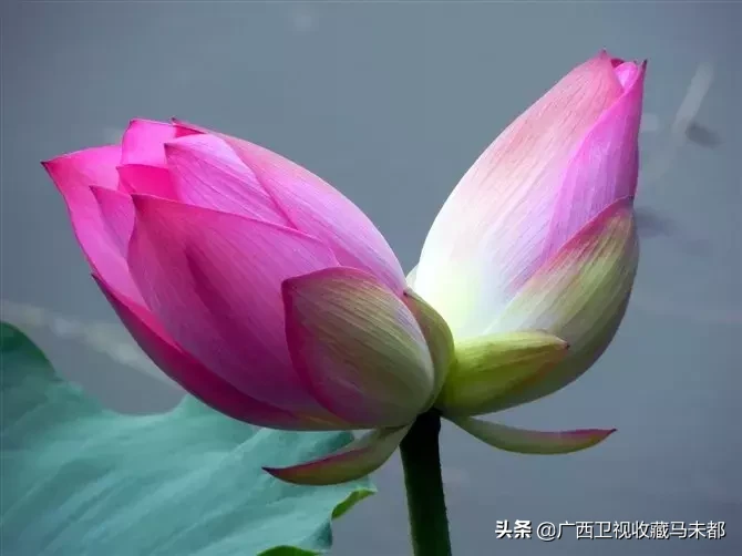 荷花随处可见,你有没有见过并蒂莲?