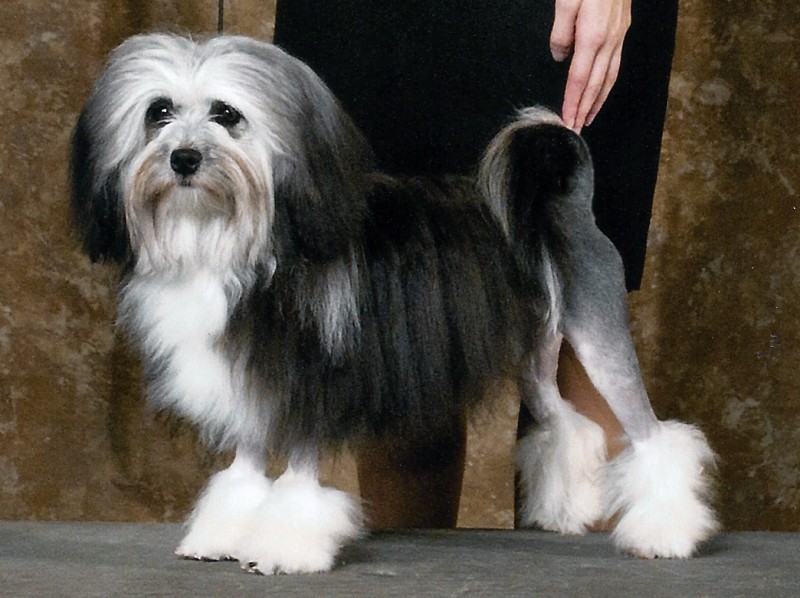 罗秦犬起源于法国,是真正的