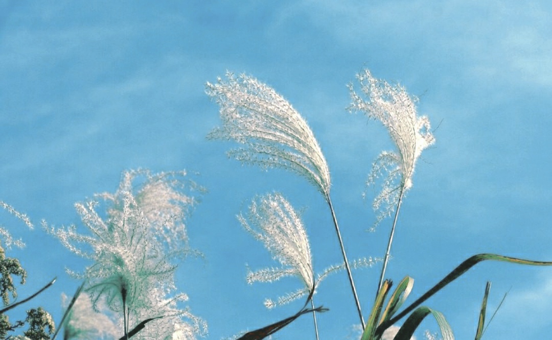 那些关于秋天的成语，美，而且忧伤