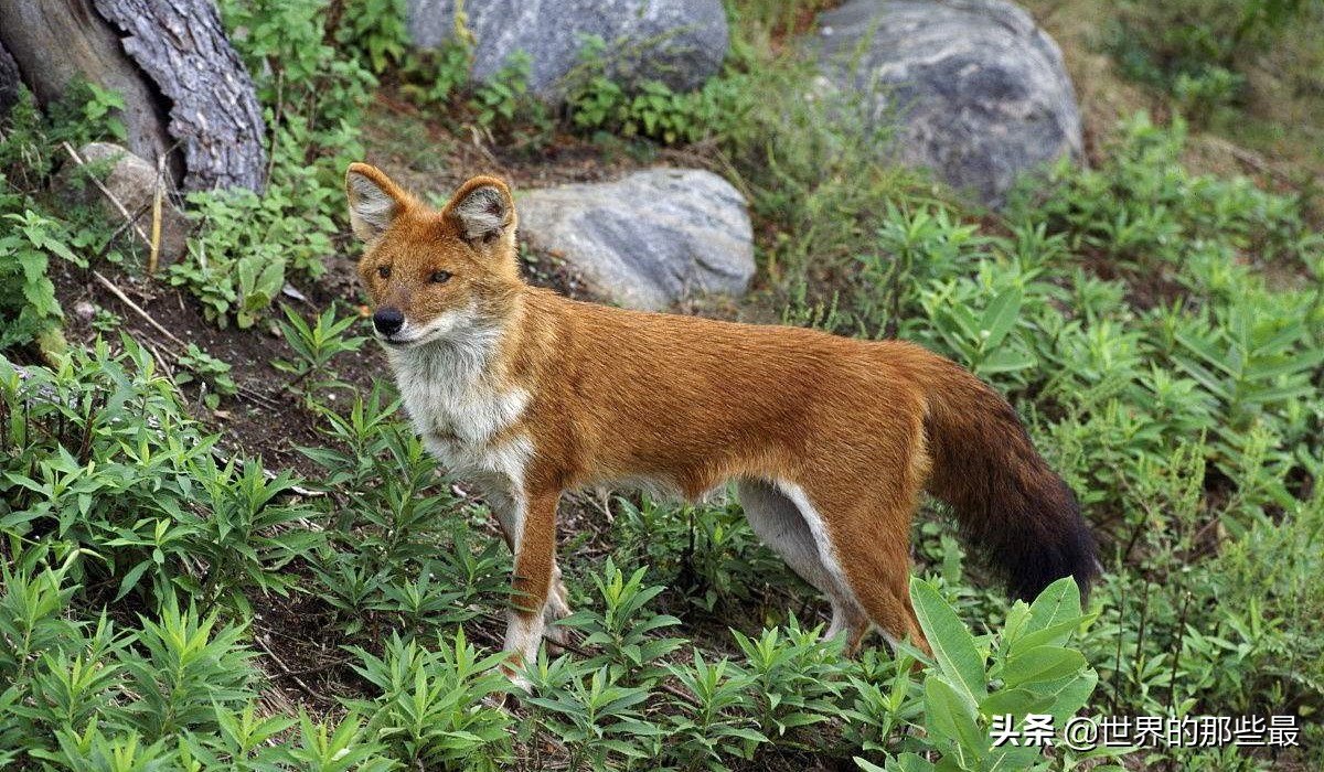 狈:最神秘的犬科动物,至今人们都不知道它的原型是什么