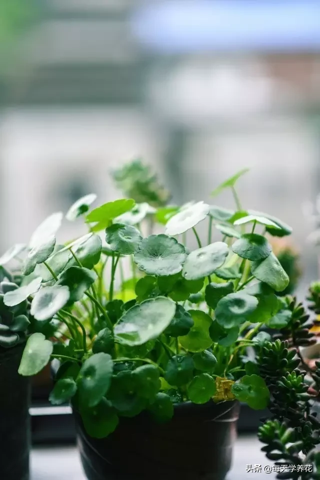 7种 · 最“文气”的茶室绿植