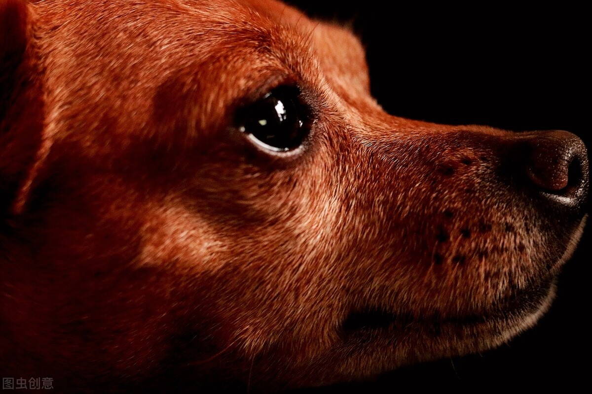 小鹿犬的优缺点,怎样使用正确的训练方法改掉小鹿犬的坏习惯?