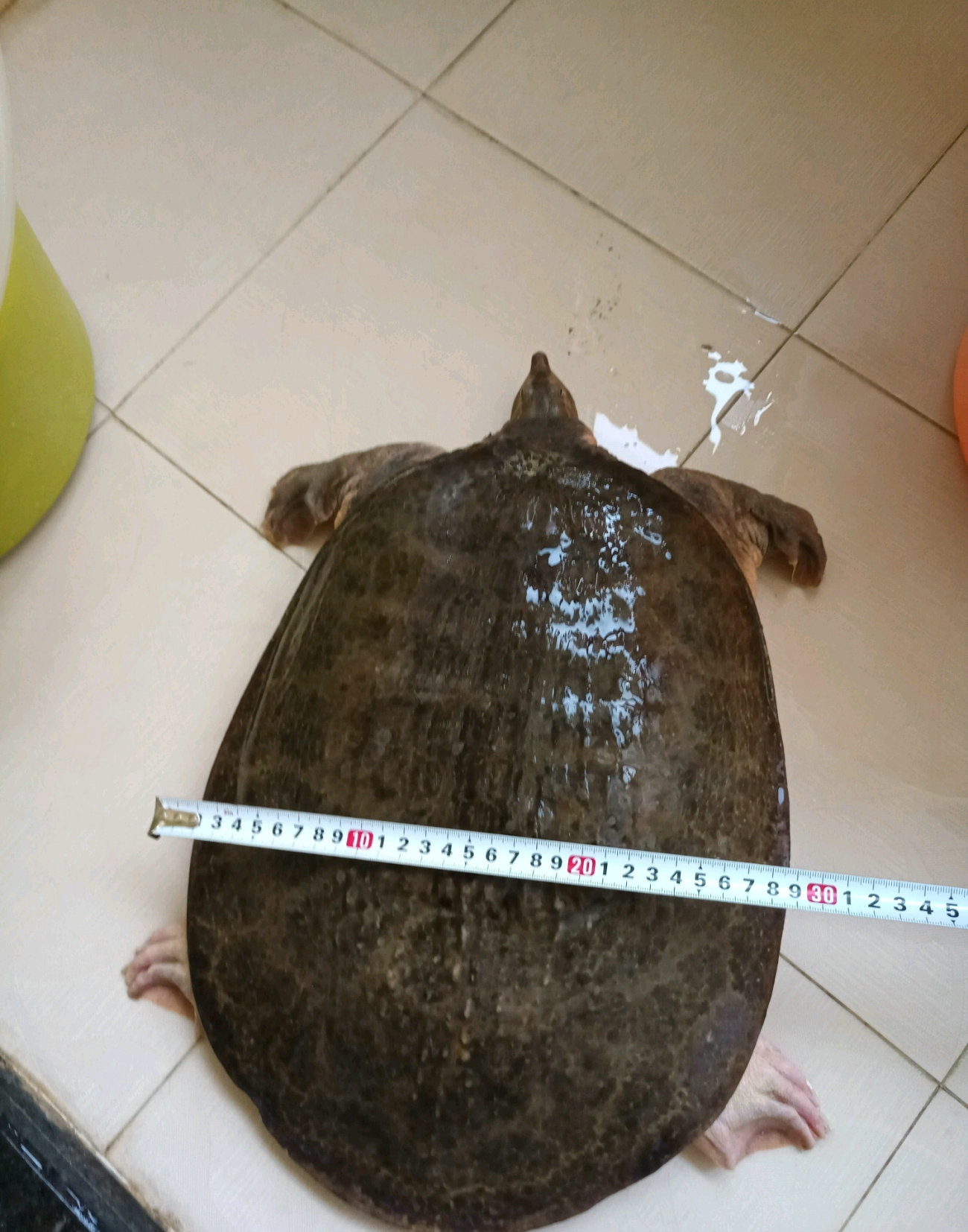 人工甲鱼价格多少一斤(广东钓友河道钓鱼) - 价格百科