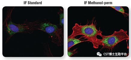 免疫荧光(IF)成功三要素，重要