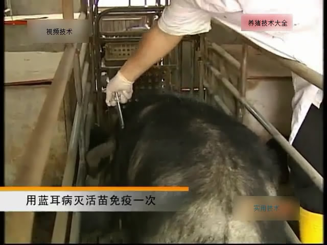 猪的免疫程序