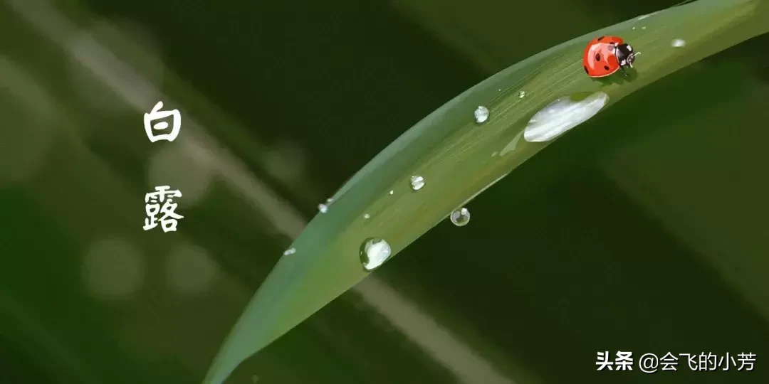 露从今夜白 月是故乡明