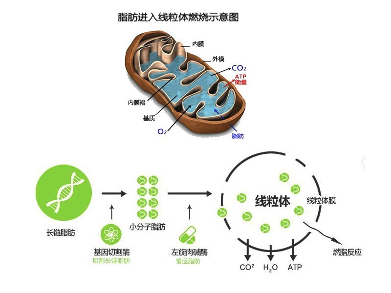 左旋肉碱的作用是什么?