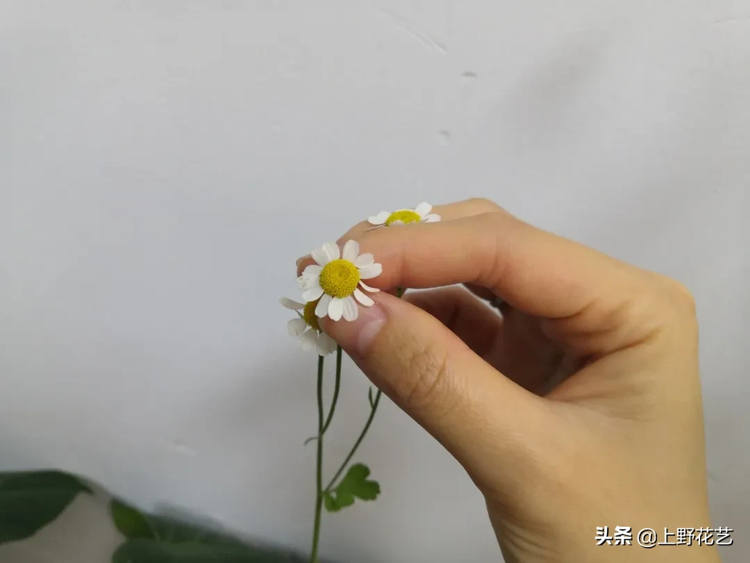 洋甘菊花适合送给什么人（洋甘菊花语把心底的阳光拿出来）