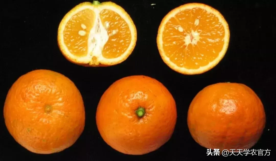 13目前最高端的柑桔品种(目前最高端的柑桔品种丽红)
