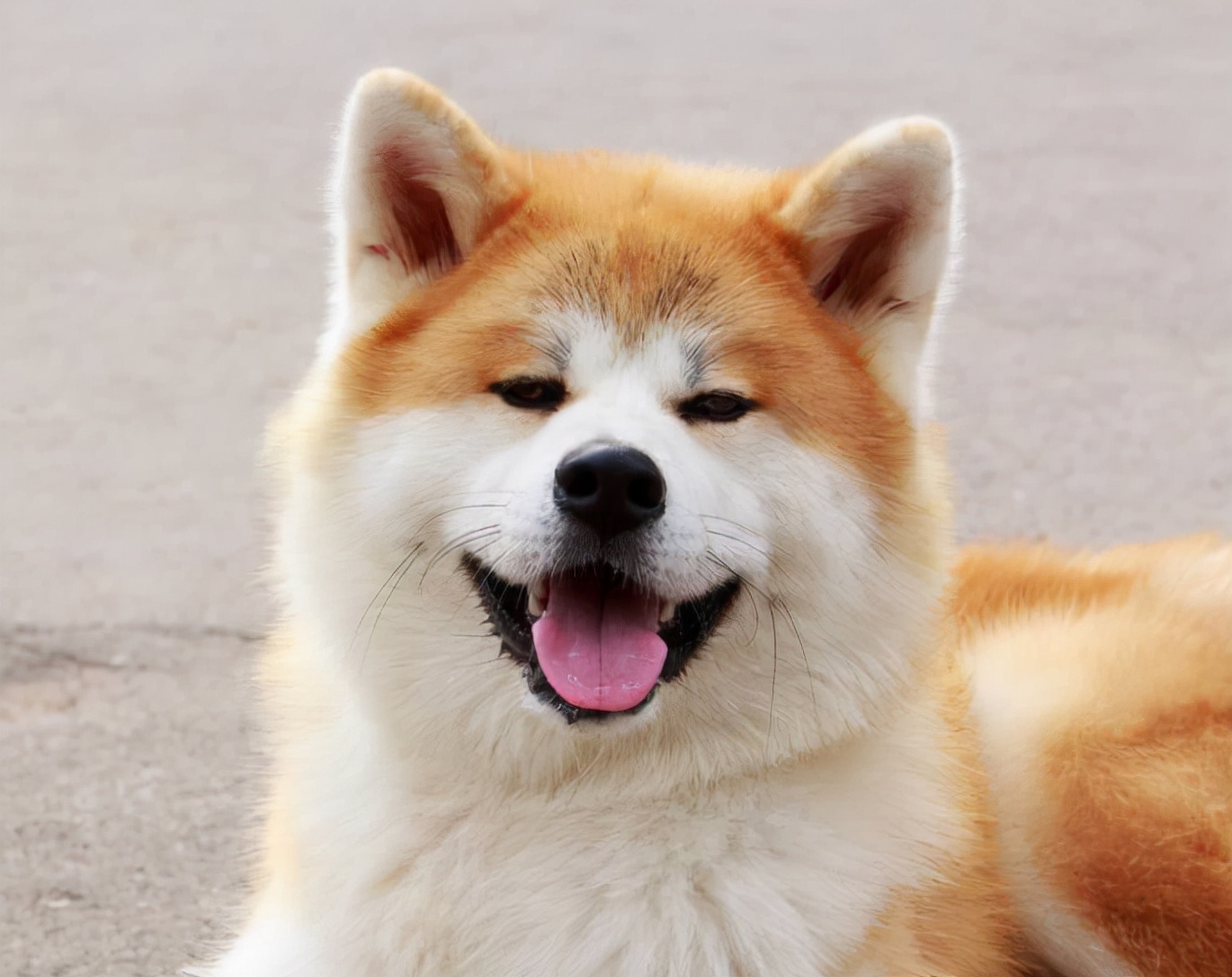 柴犬最新知识百科 你了解多少 柴犬的优点柴犬的缺点柴犬是最接近狼的犬种秋田 柴犬 豆柴如何区分 天天看点