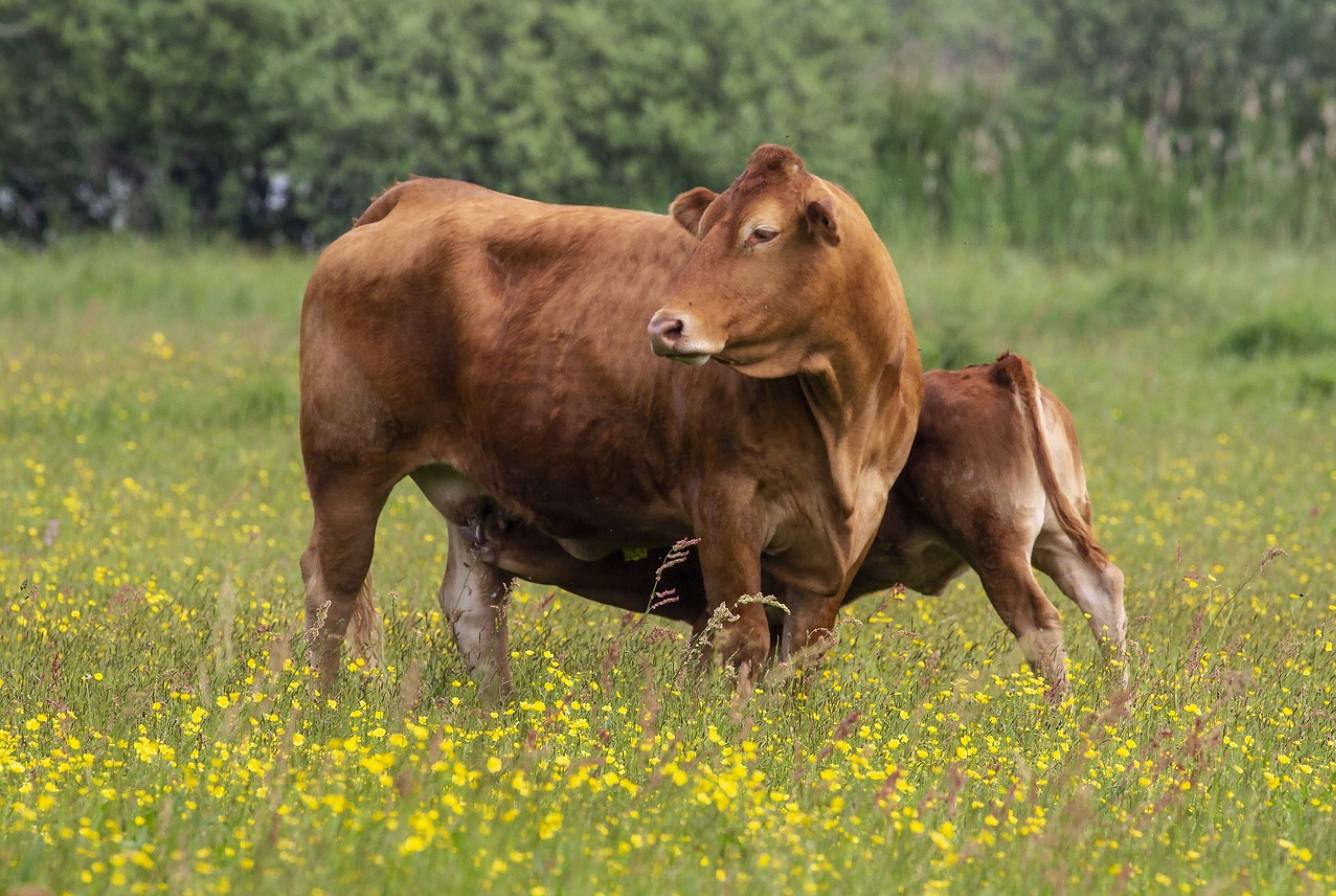 一家三口田里忙打生肖3