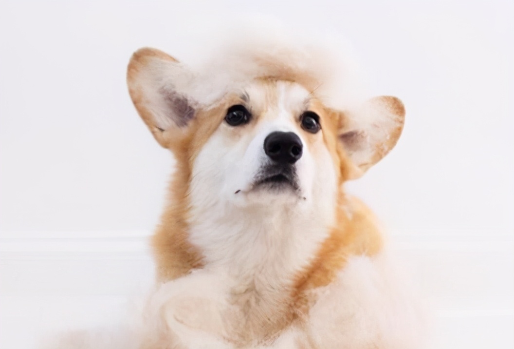 分享今日冷知识：柯基犬，原来你不止腿短臀肥