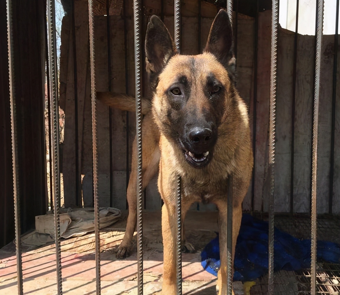 饲养马犬时,6大禁忌不能犯