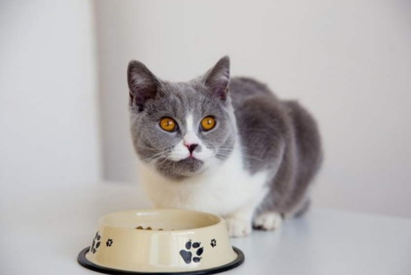 猫咪拉稀的原因，该怎么治？