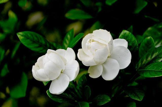 栀子花叶子发黄怎么办（栀子花总是黄叶？给它调下味，叶子绿油油）-趣拿体育