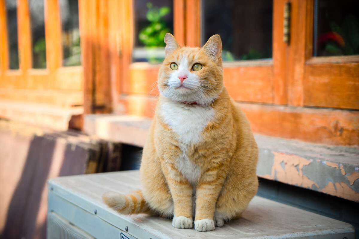 盘点体型最大的7种猫，没有想到它也上榜了