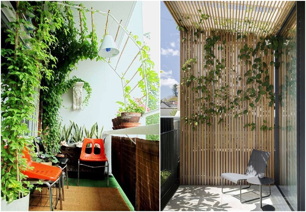 买遮阳窗帘容易交智商税，不如在窗前种一片绿植，省钱又环保