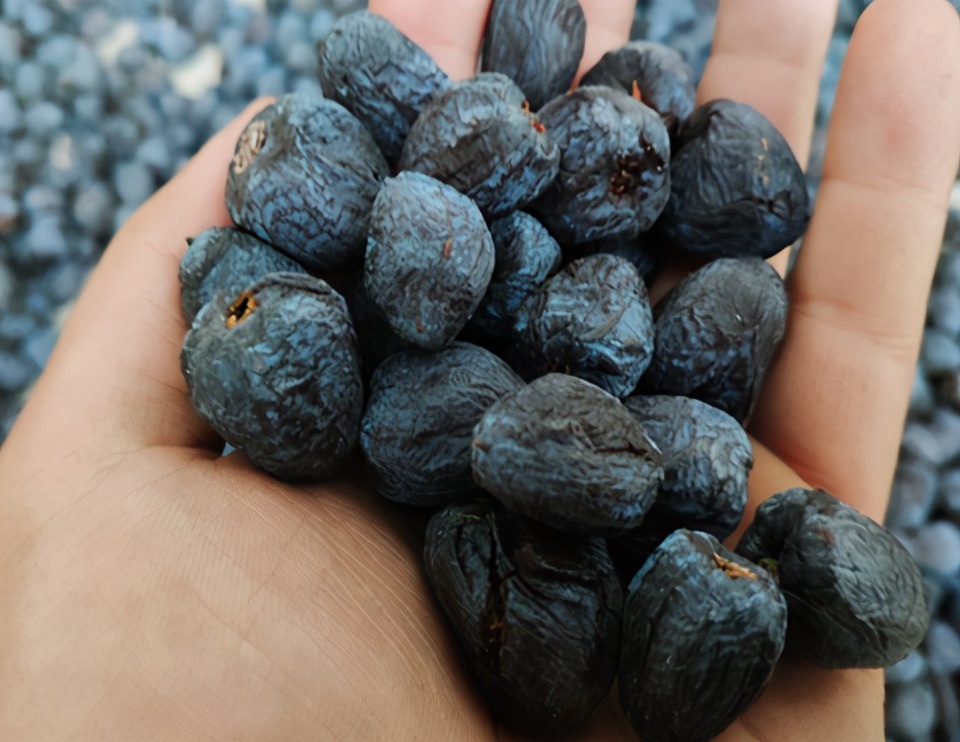 俗称"软枣",放"烂"后才好吃,儿时把它当零食,还能酿酒制醋