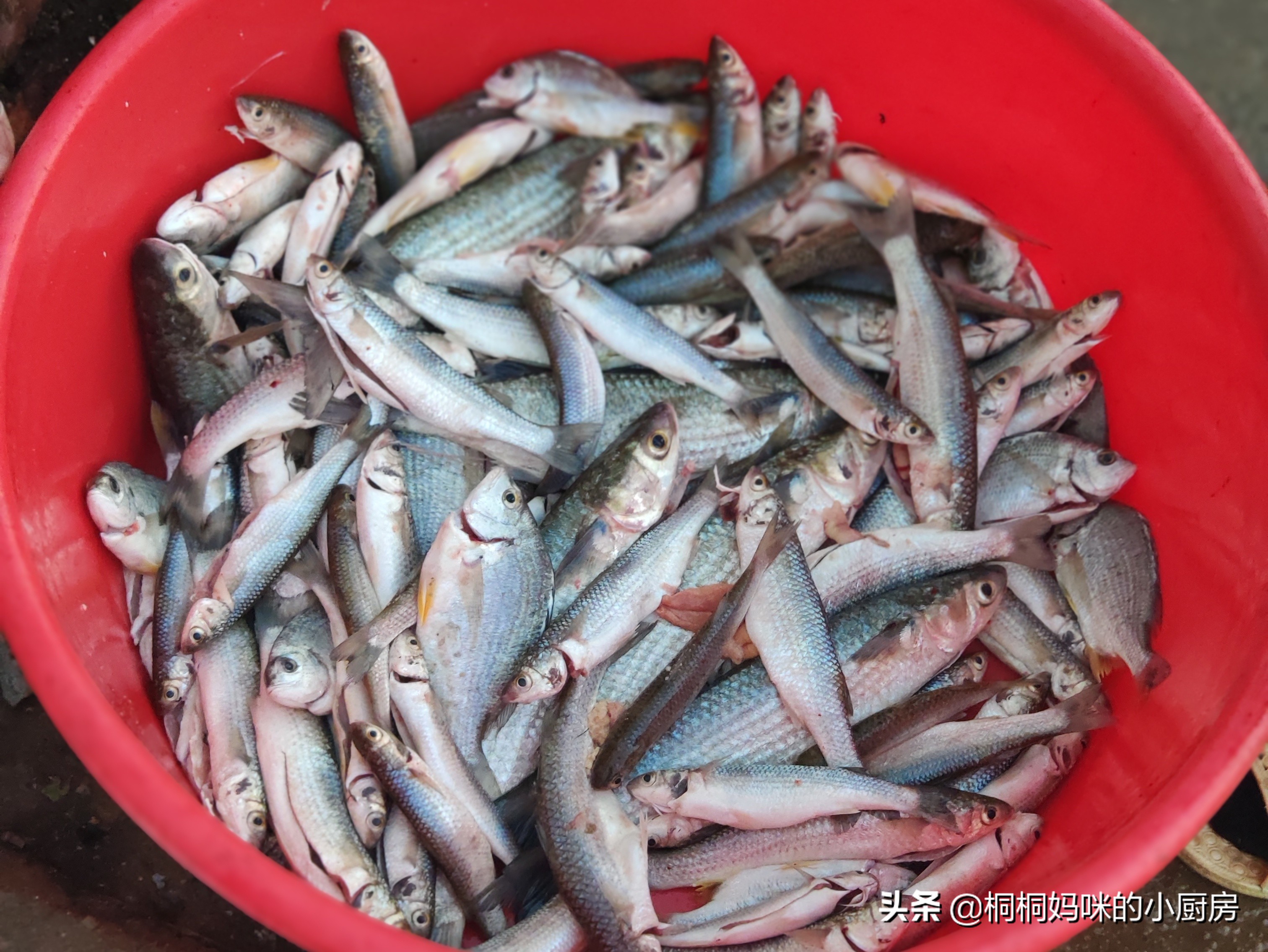 正值丰收季,这鱼5元一斤,价格低廉且营养高,读书的孩子要多吃