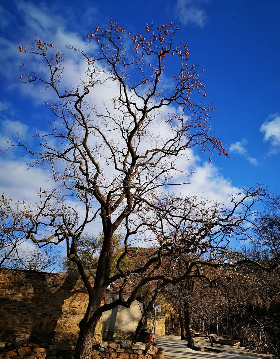 院子里种石榴树的禁忌（7种镇宅树有空地种一棵）