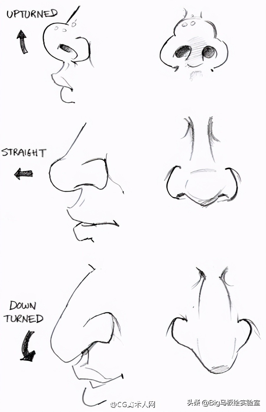 素描头像五官之：鼻子的绘画教程