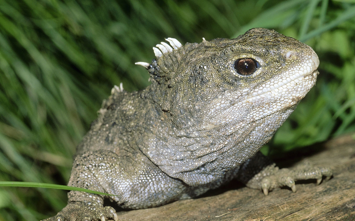 喙头(物种百科:喙头蜥)