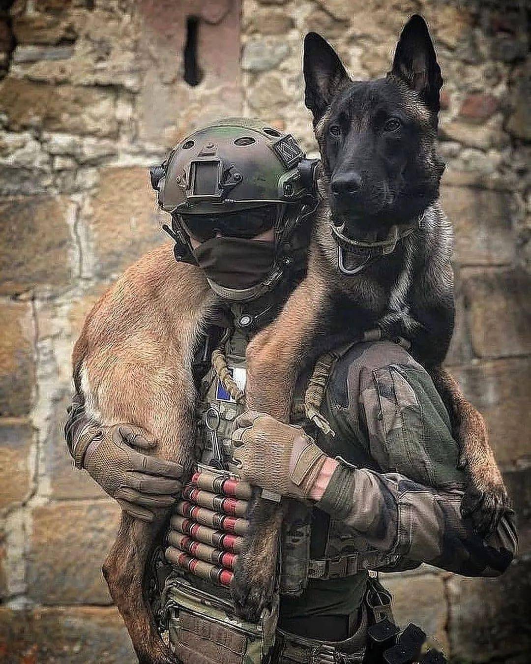 警犬界的新秀:马犬,一只让人不敢养的狗