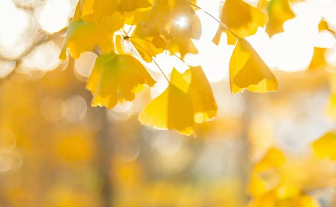 震撼!全国高校最美秋景大PK,哪所高校最最最惊艳?