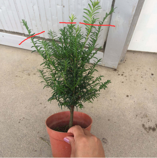 春天也比较适合给盆栽红豆杉修剪造型