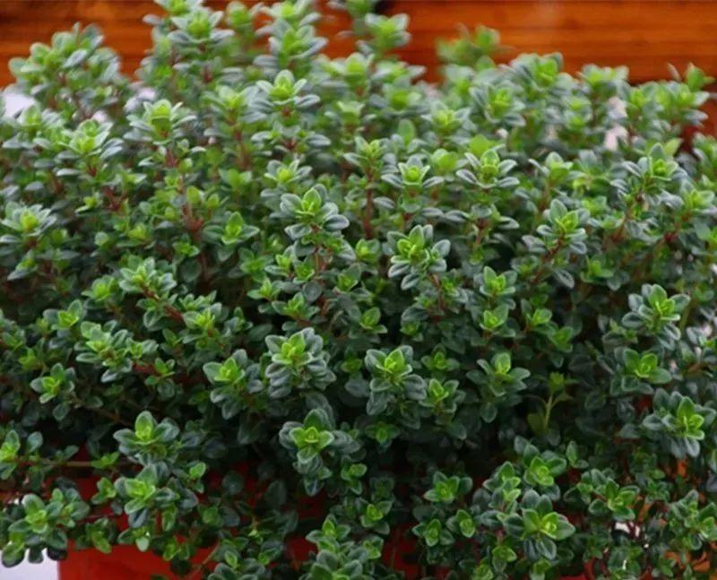 香草吊兰的养殖和浇水(吊兰养殖方法和浇水方法)-花卉知识网