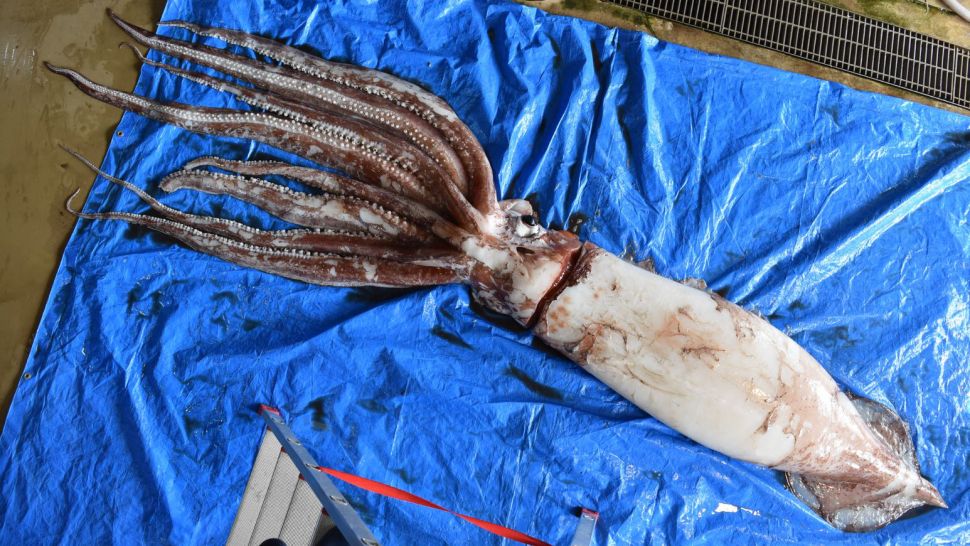 只是次数有点多！科学家确认很污的巨型鱿鱼，可能是真正一夫一妻