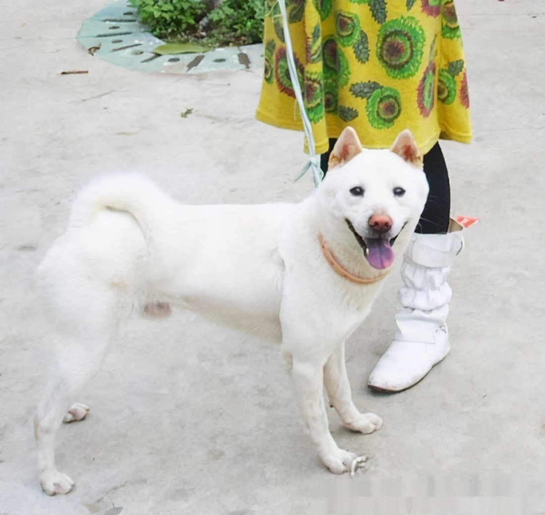 行业人建议：想养宠物犬，劝你选择这10种寿命长的狗狗