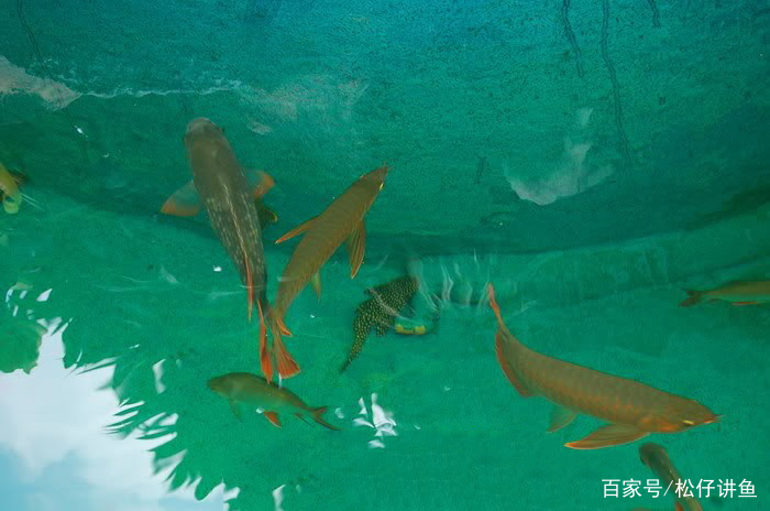 龙鱼和锦鲤混养是什么感觉？这池子里混养生物不下三十种……