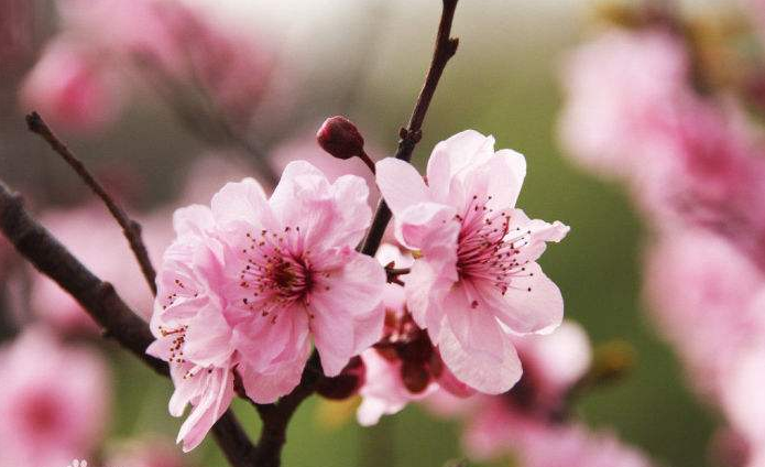 春色满园关不住，一枝红杏出墙来——浅析古诗词里「杏花」形象