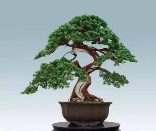 柏树盆景图片大全欣赏柏树盆景造型