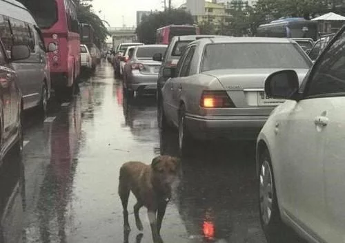 雨中堵车，狗狗挨个车子趴窗户，知道原因后，打开车窗让它看