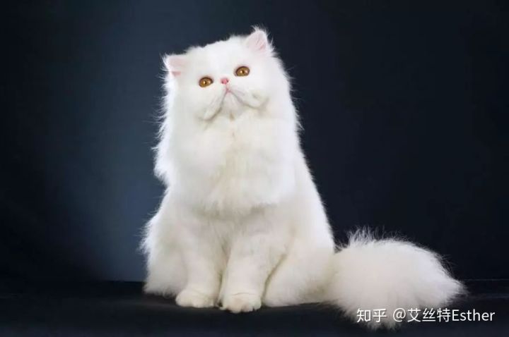 猫中玛丽莲梦露｜波斯猫-你的梦中情人