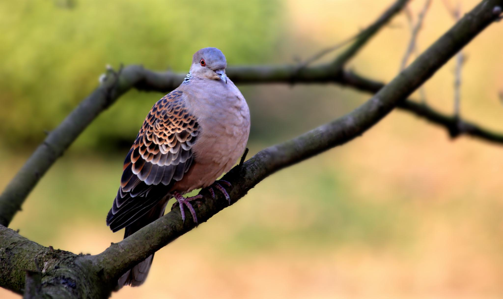 斑鸠的习性介绍(斑鸠随便搭几根树枝就准备下蛋了)