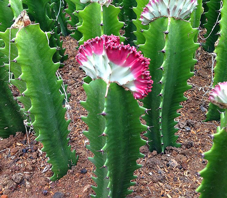 彩春峰属大戟科大戟属多肉植物植物,肉质茎往往呈较
