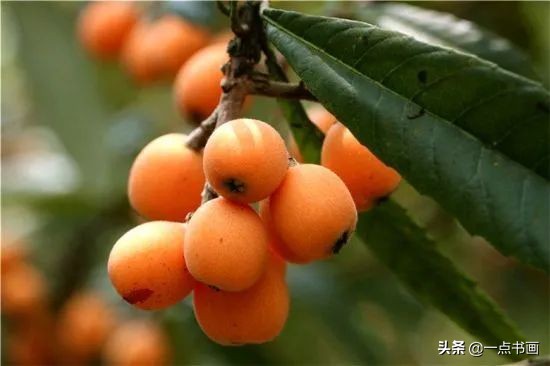 初夏枇杷一树金——分享一组来自上海中国画院名家笔下的枇杷